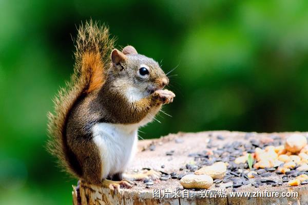 夢(mèng)見(jiàn)松鼠是什么意思？
