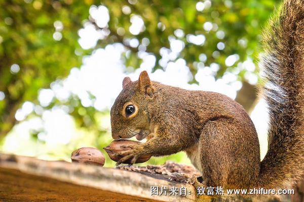 松鼠和老鼠的區(qū)別是什么？