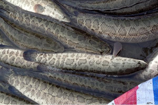 黑魚的家常做法大全