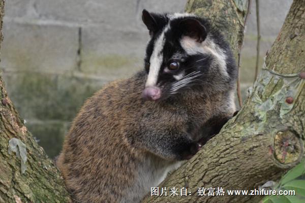 果子貍怎么殺？