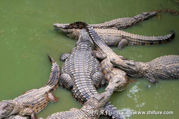 海里有鱷魚嗎？
