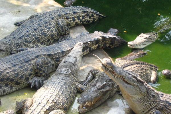 最新科學鱷魚養殖技術