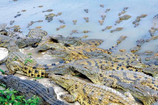 最新科學鱷魚養殖技術