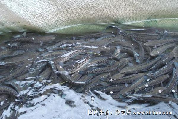 最新科學黑魚養殖技術