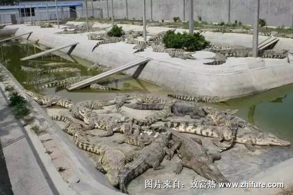 最新科學(xué)鱷魚養(yǎng)殖技術(shù)