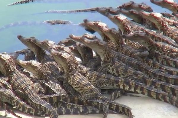 最新科學鱷魚養殖技術