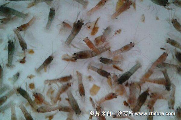 澳洲龍蝦苗價格價格多少錢一斤？