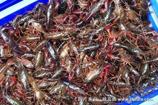 澳洲龍蝦養(yǎng)殖技術