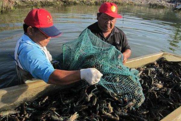 澳洲龍蝦養殖技術