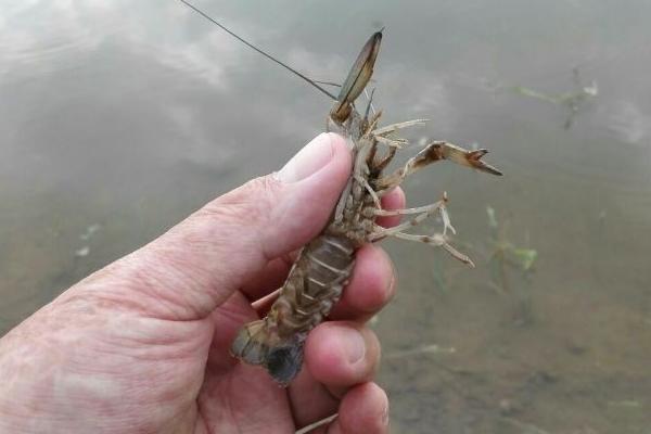 澳洲龍蝦養殖技術