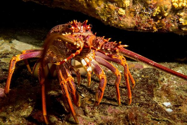 澳洲龍蝦養殖技術
