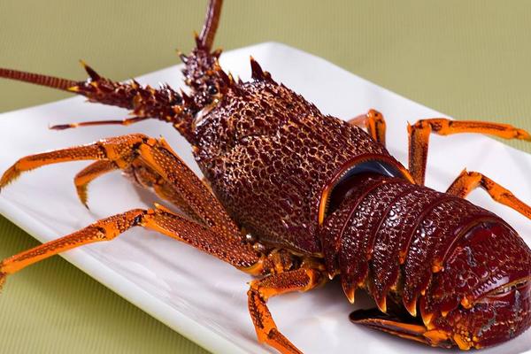 澳洲龍蝦養殖技術