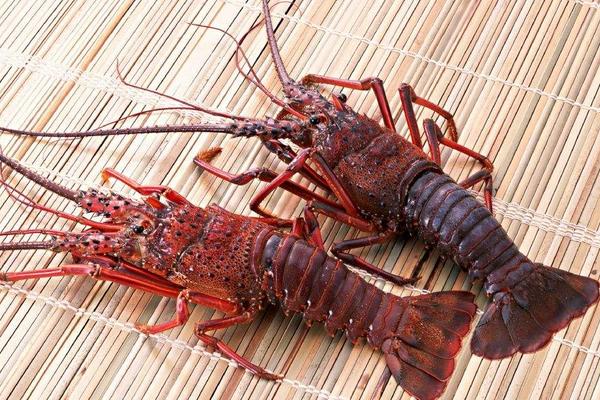 澳洲龍蝦養殖技術