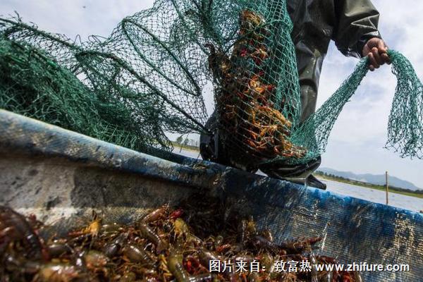 最新科學小龍蝦養殖技術