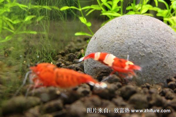 養觀賞蝦的基本知識有哪些？