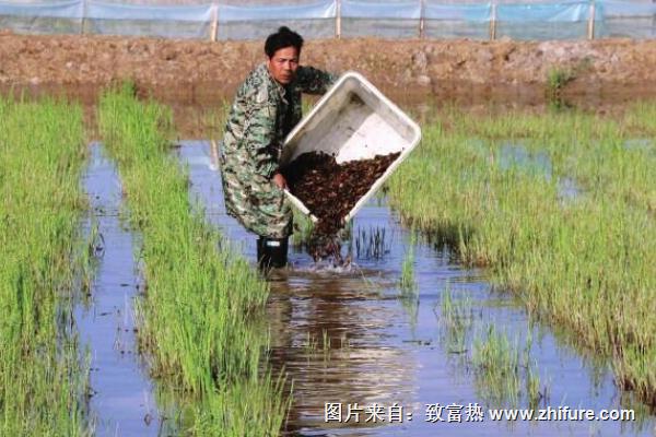 稻田小龍蝦養殖要注意哪些事項？