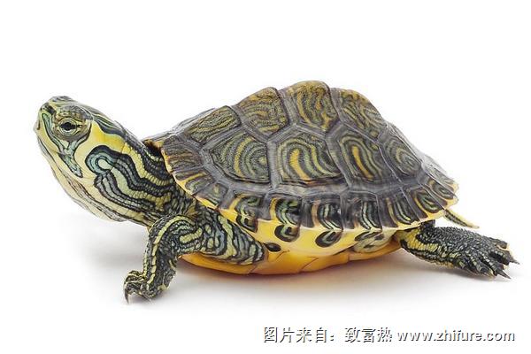 烏龜不吃食怎么辦？