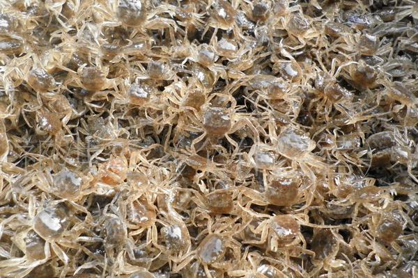 螃蟹怎么養(yǎng)?如何養(yǎng)螃蟹?