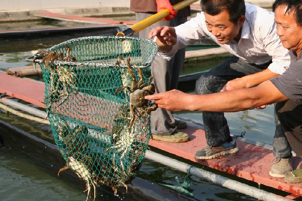 螃蟹怎么養(yǎng)?如何養(yǎng)螃蟹?