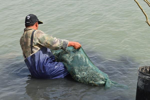 螃蟹怎么養(yǎng)?如何養(yǎng)螃蟹?