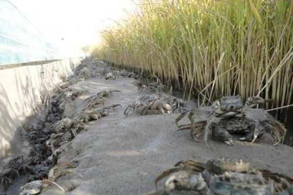 螃蟹怎么養(yǎng)?如何養(yǎng)螃蟹?