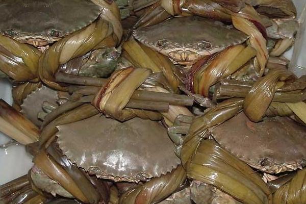 螃蟹怎么養(yǎng)?如何養(yǎng)螃蟹?