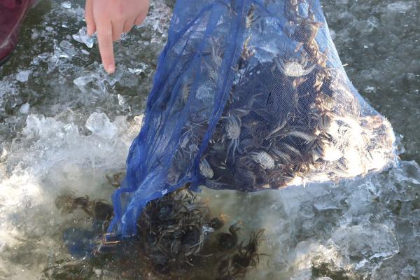 螃蟹怎么養(yǎng)?如何養(yǎng)螃蟹?