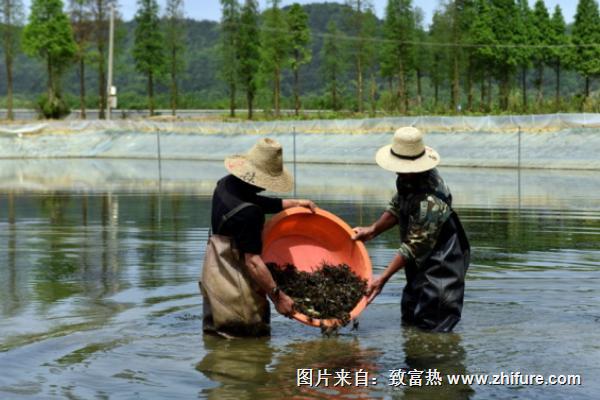 螃蟹養殖技術