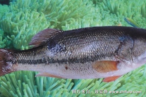 鱸魚是發(fā)物嗎？