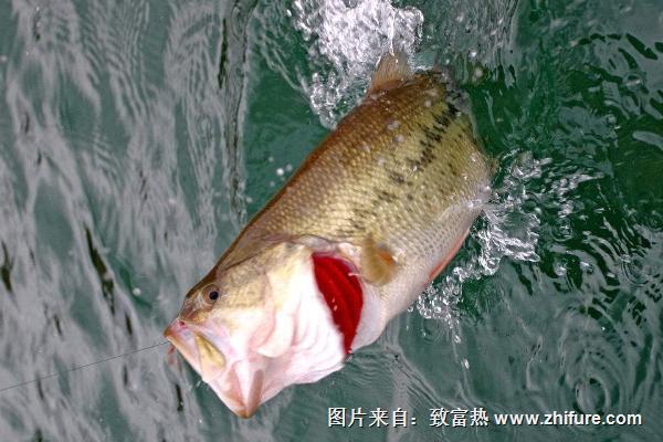 釣鱸魚用什么餌料？