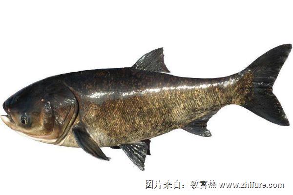 花鰱魚怎么做好吃？