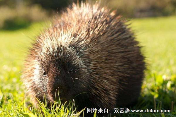 養(yǎng)豪豬要辦什么手續(xù)?