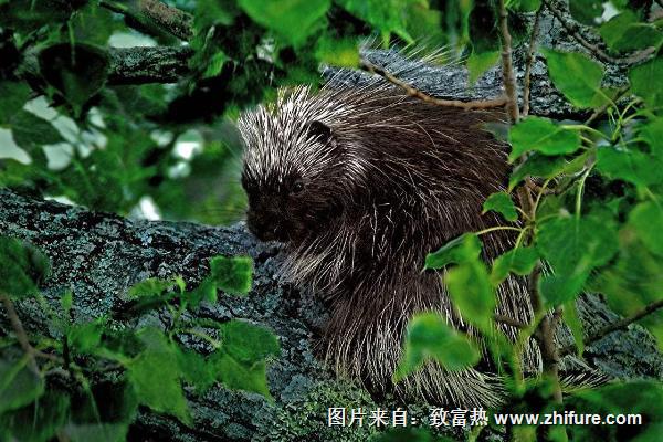 豪豬吃什么飼料?
