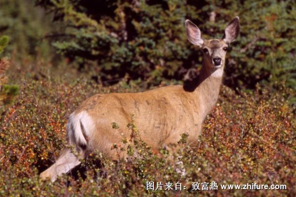 傻狍子是什么意思？