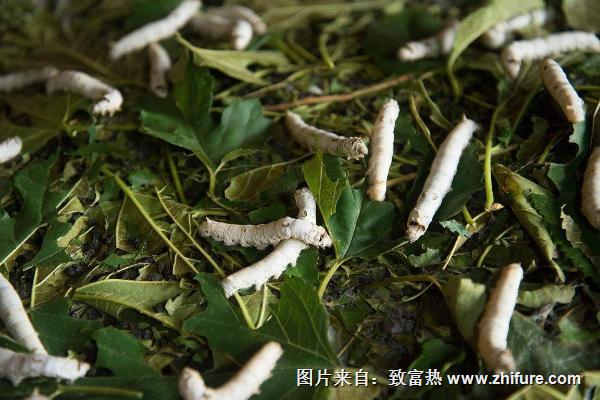 哪個(gè)國(guó)家最早養(yǎng)蠶?