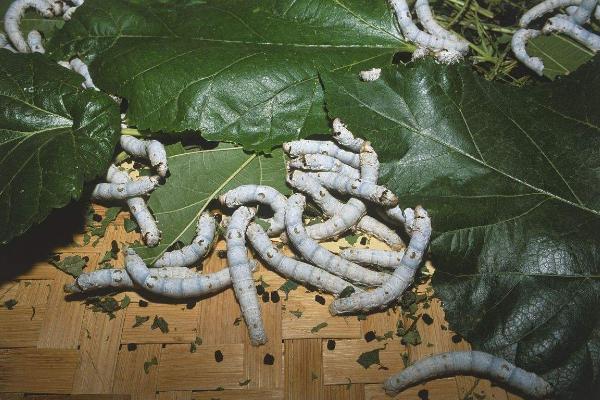 哪個國家最早養(yǎng)蠶？