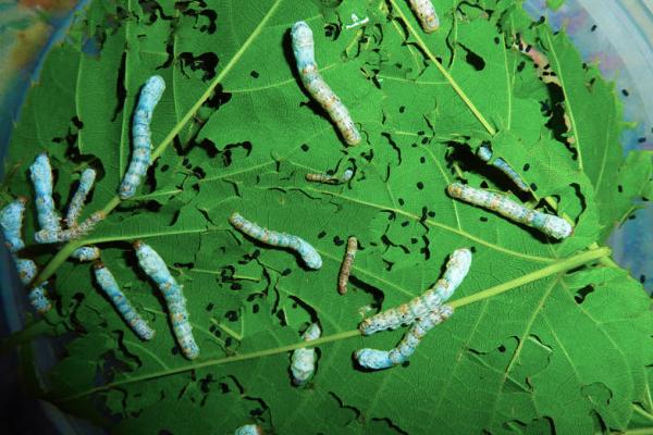 哪個國家最早養(yǎng)蠶？