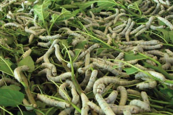 哪個國家最早養(yǎng)蠶？