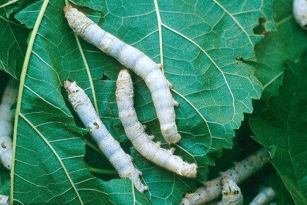 哪個國家最早養(yǎng)蠶？