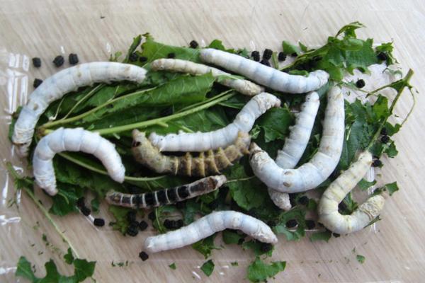 哪個國家最早養(yǎng)蠶？