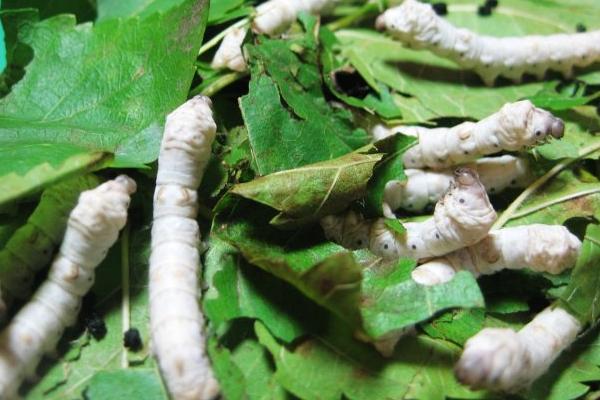 哪個國家最早養(yǎng)蠶？