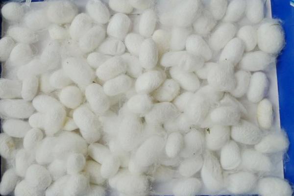 哪個國家最早養(yǎng)蠶？