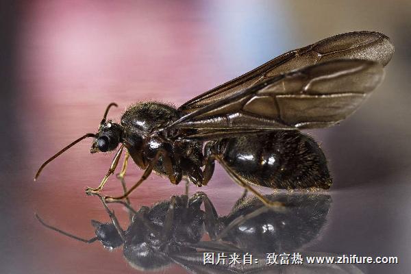 會(huì)飛的螞蟻叫什么？