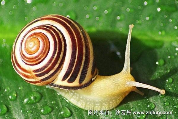 蝸牛吃什么？