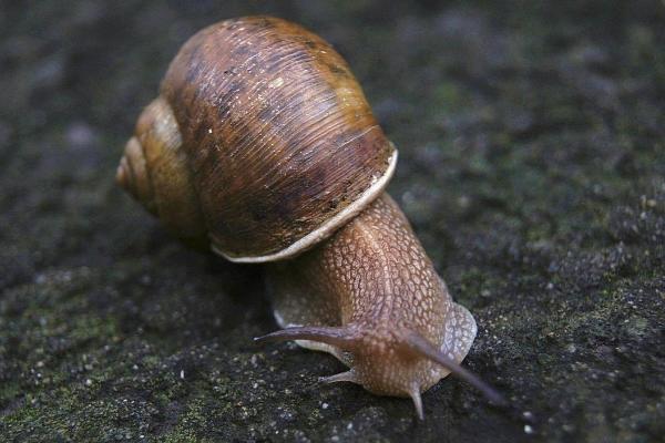 蝸牛吃什么?