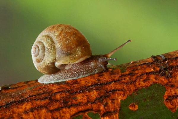 蝸牛吃什么?