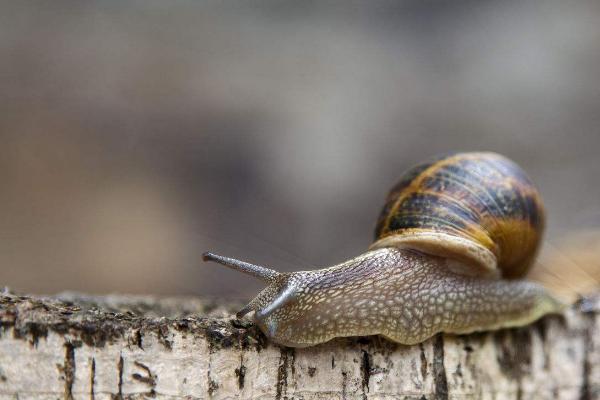 蝸牛吃什么?