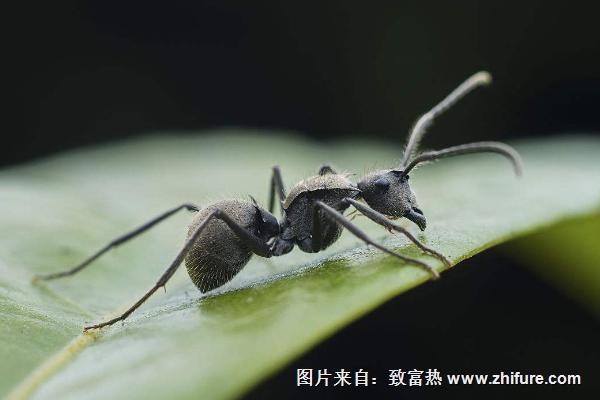 螞蟻的壽命有多長？