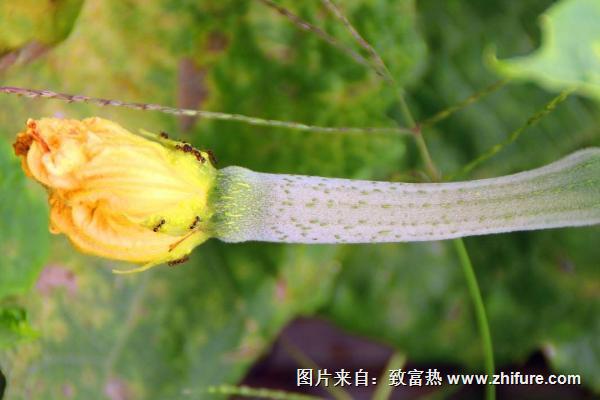 絲瓜上有螞蟻怎么辦？