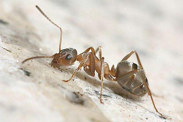 飛螞蟻和白蟻的區(qū)別是什么?